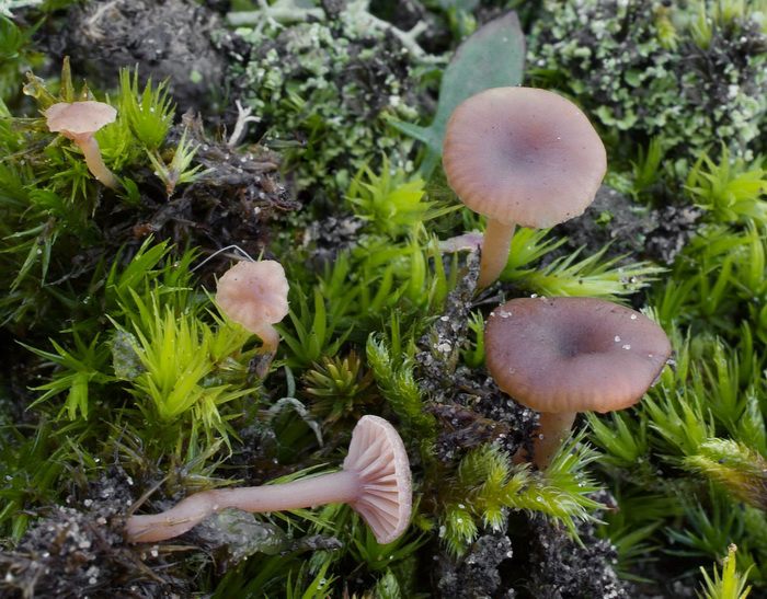 Duinmostrechtertje - Omphalina galericolor